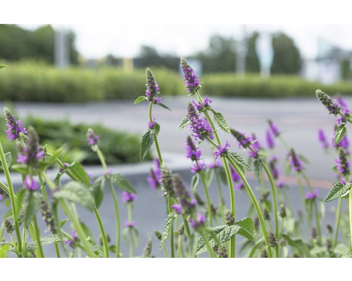 Bétoine FloraSelf Stachys officinalis 'Hummelo' (syn. Stachys monnieri 'Hummelo') h 5-50 cm Co 0,5 l