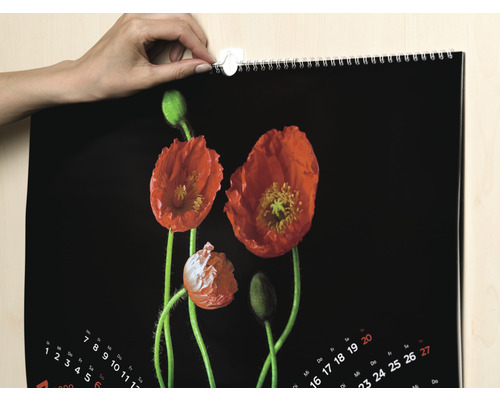 Ein Kalender mit Mohnblumen wird mit einem Klebestreifen an der Wand befestigt.