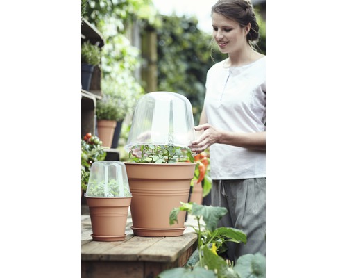 Une femme place une cloche transparente sur une plante en pot.