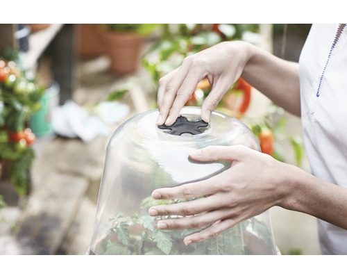 Une personne fixe une cloche à plante transparente sur une plante