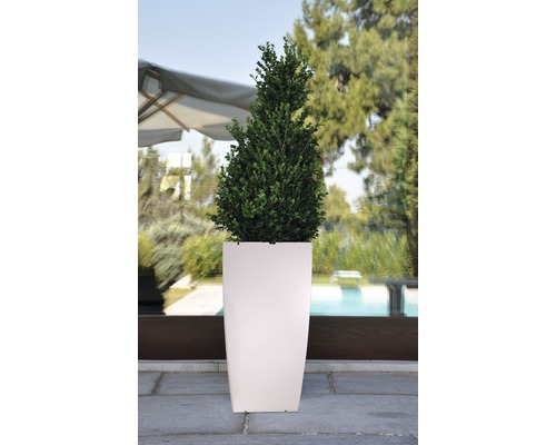 Im Bild ist ein Buchsbaum in einem hohen Pflanzkübel zu sehen.