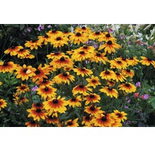 Champ de fleurs de Rudbeckia dans le jardin.