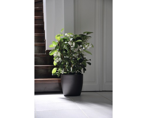 Pot avec jasmin étoilé dans une pièce lumineuse à côté d''un escalier