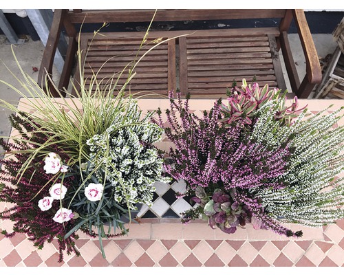 Jardinière avec bruyère et graminées ornementales sur une terrasse
