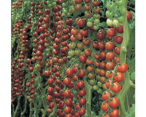 Plant de tomates abondant avec de petits fruits ronds