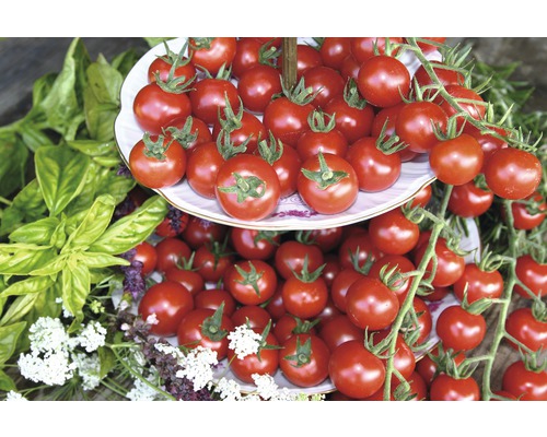 Tomate cerise 'Philovita' FloraSelf pot Ø 10,5 cm particulièrement résistante aux maladies