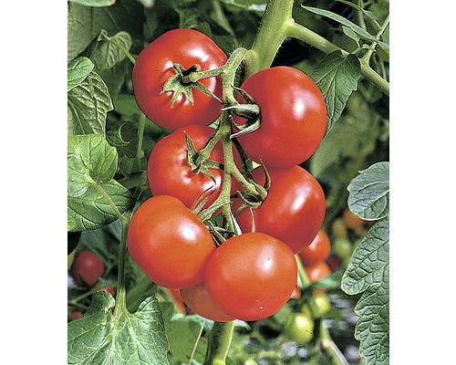 Tomate pour salades 'Phantasia' F1 FloraSelf pot Ø 10,5 cm particulièrement résistante aux maladies