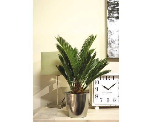 Zamioculcas Pflanze im silberfarbenen Topf auf einem Tisch mit Lampe und Uhr