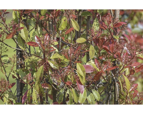 Photinia Pflanze mit roten und grünen Blättern