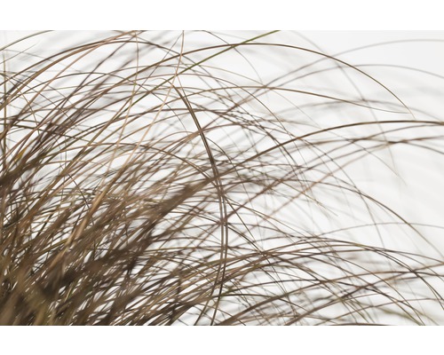 Gros plan d''herbe ornementale