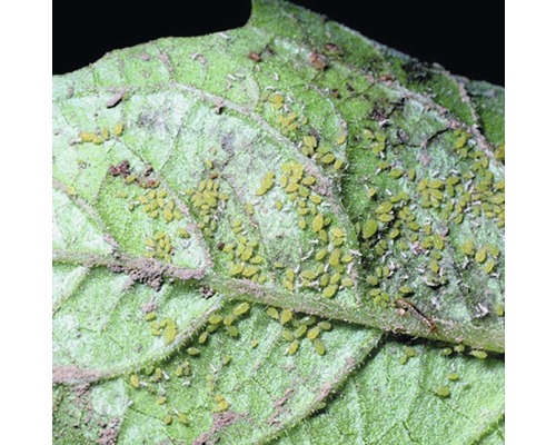 Blatt mit Blattlausbefall