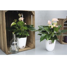 Deux anthuriums dans des pots de fleurs blancs, avec une lampe à huile sur une table dans des caisses en bois