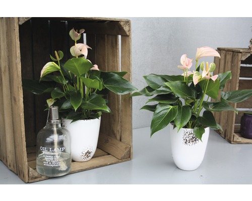 Deux anthuriums dans des pots de fleurs blancs, avec une lampe à huile sur une table dans des caisses en bois