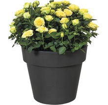 Roses jaunes en pot