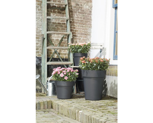 Scène avec trois pots de fleurs de différentes tailles, plantés de roses, à l''extérieur avec une échelle et un arrosoir