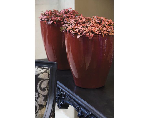 Zwei Pflanzgefäße mit Pflanzen auf einem Tisch