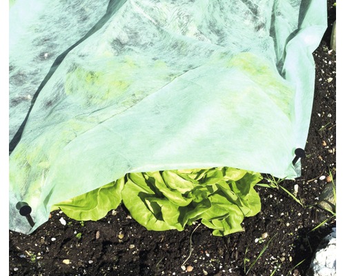 Plate-bande de laitue recouverte d''un voile dans le jardin.