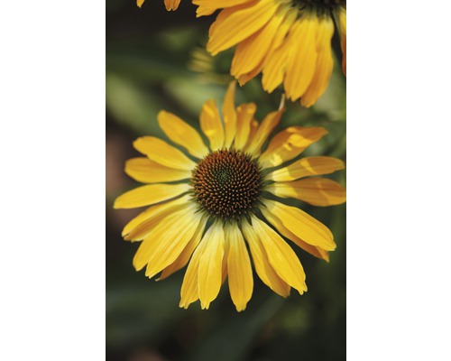 Gelber Sonnenhut im Detail