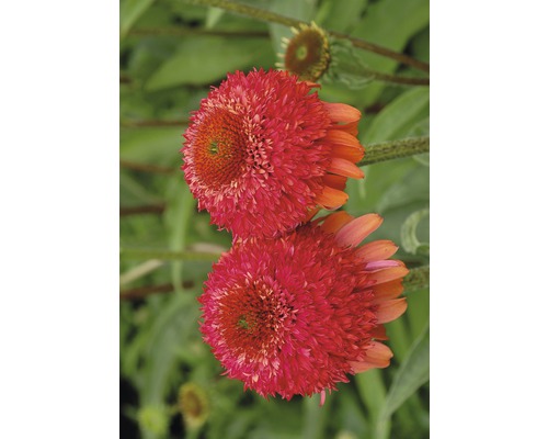 Nahaufnahme von zwei rosafarbenen Sonnenhutblüten