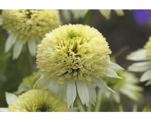 Nahaufnahme einer einzelnen Echinacea-Blüte