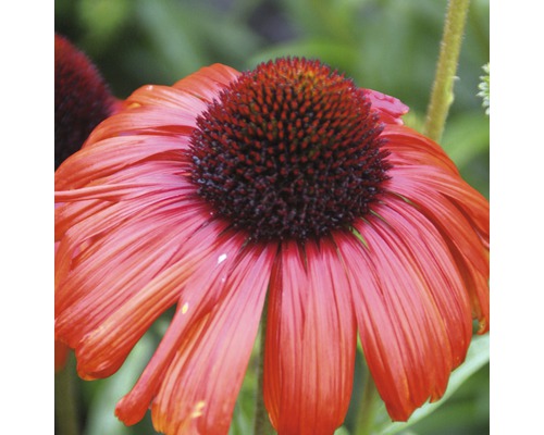Nahaufnahme einer einzelnen Echinacea Blüte im Garten.
