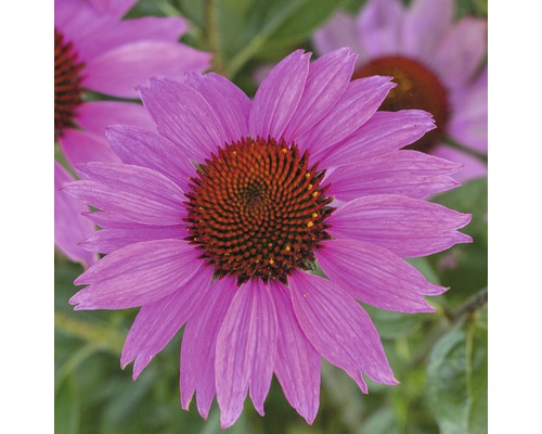 Nahaufnahme einer blühenden Echinacea Pflanze
