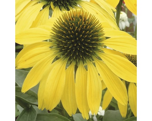 Gelbe Sonnenhutblume im Detail