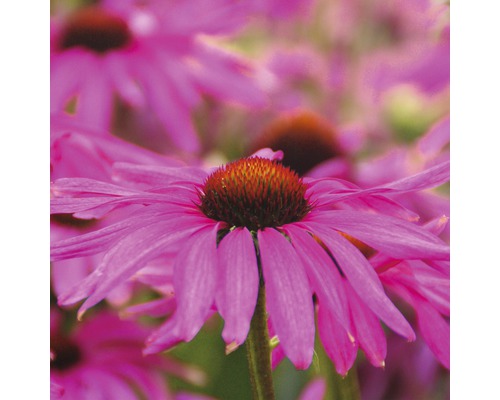 Nahaufnahme von rosafarbenen Sonnenhüten im Garten