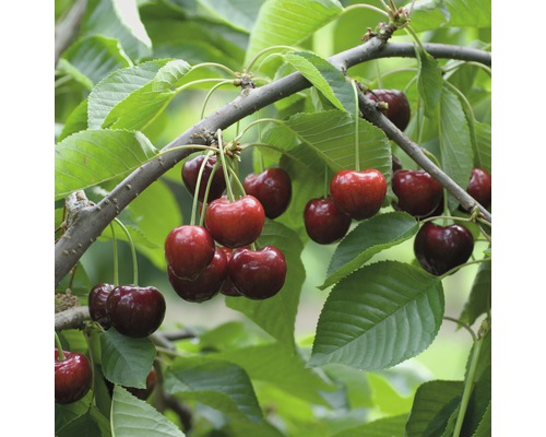 Bio Süßkirsche 'Schneiders Späte Knorpelkirsche' FloraSelf Bio Prunus avium 'Schneiders Knorpelkirsche' Stammhöhe ca. 60 cm Gesamthöhe 130-150 cm Co 7,5 L Busch Kirschbaum mit reifen Kirschen an den Ästen