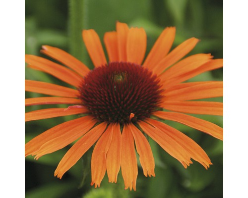 Orangefarbene Sonnenhutblume im Detail