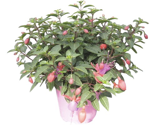 Fuchsie in einem Topf