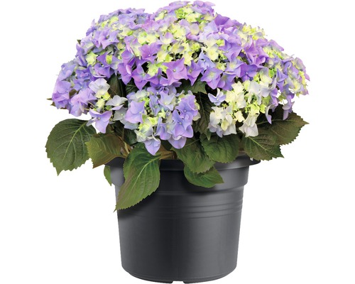 Hortensia dans un pot noir