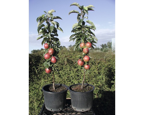 Pommier colonnaire bio 'Summertime' ® FloraSelf Bio Malus domestica 'Summertime' h 120-150 cm Co 7,5 l