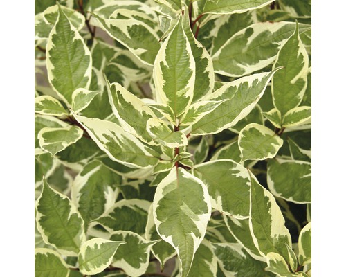Weißbunter Hartriegel FloraSelf Cornus alba 'Ivory Halo'® H 80-100 cm Co 10 L Hartriegel mit weiß geränderten Blättern