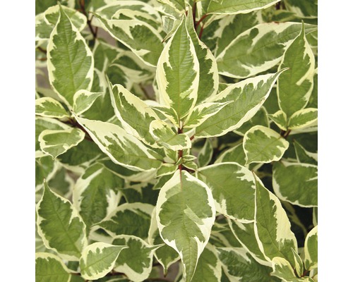 Cornouiller blanc FloraSelf Cornus alba 'Ivory Halo'® h 80-100 cm Co 10 l