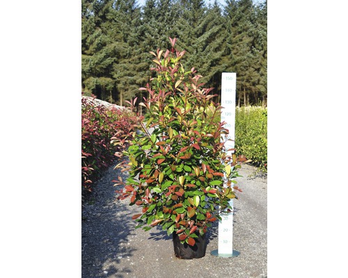 Photinia im Topf, eine immergrüne Pflanze für den Garten