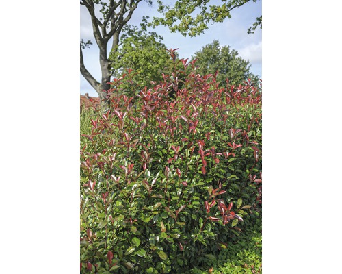 Glanzmispel FloraSelf Photinia fraseri 'Red Robin' H 100-125 cm Co 15 L