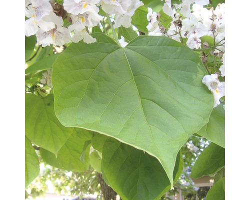 Feuille et fleur de catalpa