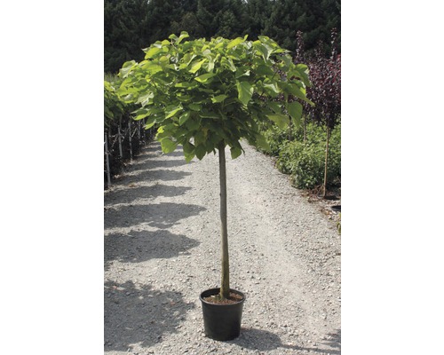 Catalpa boule en pot pour le jardin