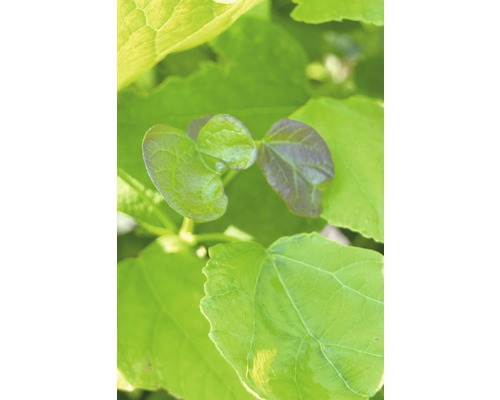 Gros plan sur des feuilles vertes d''une plante