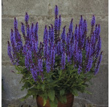 Plant de sauge en pot