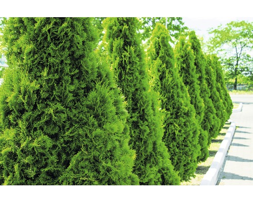 Thuya occidental FloraSelf Thuja occidentalis 'Smaragd' H 100-125 cm Co 10 l