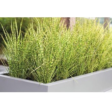 Roseau de Chine, herbe à éléphant 'Gold Bar' FloraSelf Miscanthus sinensis 'Gold Bar' h 10-50 cm p 14 cm