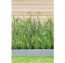 Roseau de Chine, herbe à éléphant 'Gold Bar' FloraSelf Miscanthus sinensis 'Gold Bar' h 10-50 cm p 14 cm