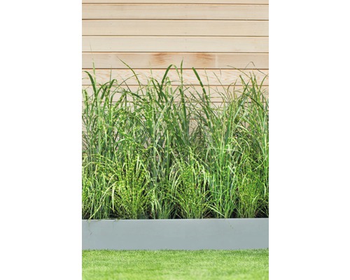 Hautes herbes dans un pot de fleurs gris devant un mur en bois