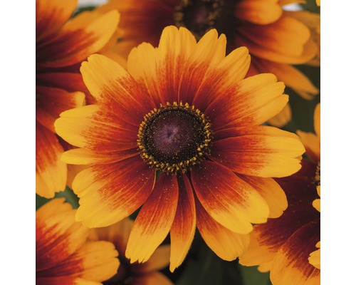 Nahaufnahme von Rudbeckia Hirta-Blüten, ideal für den Garten