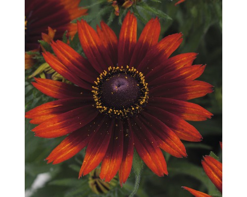 Blüte einer Rudbeckie