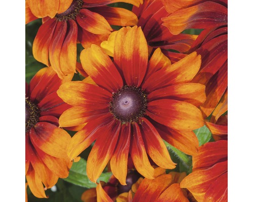 Mélange d'échinacée FloraSelf Rudbeckia x Hybride h 30-40 cm Co 5 l diff. variétés Gros plan de fleurs de Rudbeckia avec un centre foncé et des pétales jaune-rouge