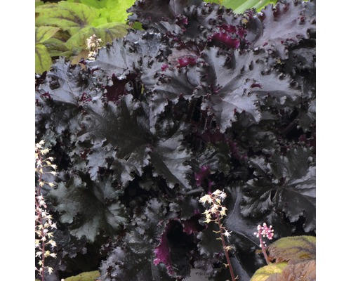 Nahaufnahme einer Purpurglöckchen Pflanze mit Blättern und Blüten
