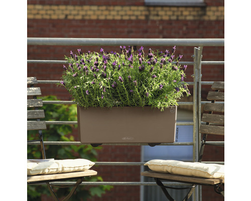 Blumenkasten mit Lavendel auf einem Balkongeländer mit Stühlen